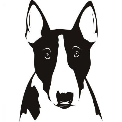 Bull Terrier focinho
