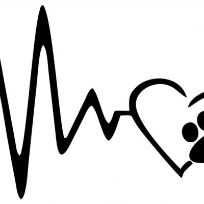 batimento coração animais